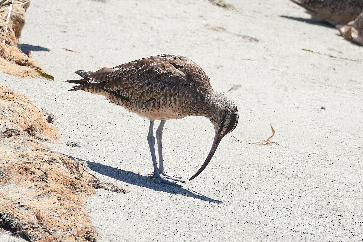 Whimbrel - ML622671776