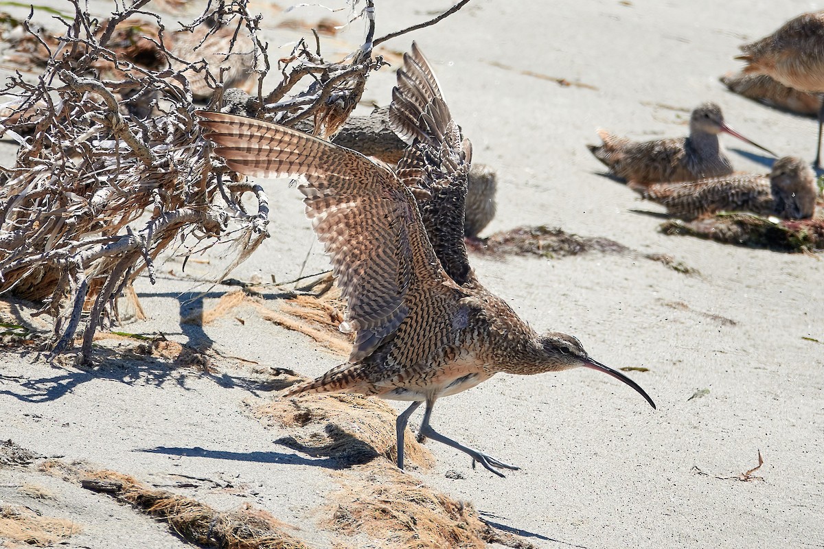 Whimbrel - ML622671777