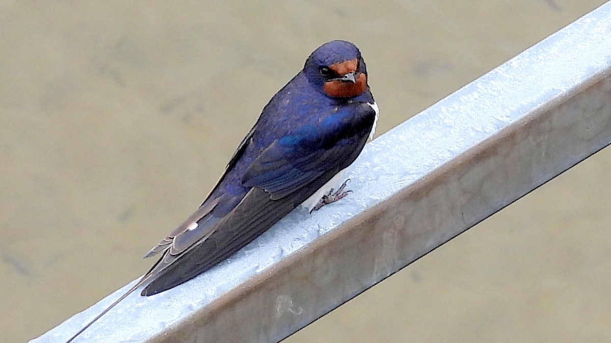 Barn Swallow - Alan Green