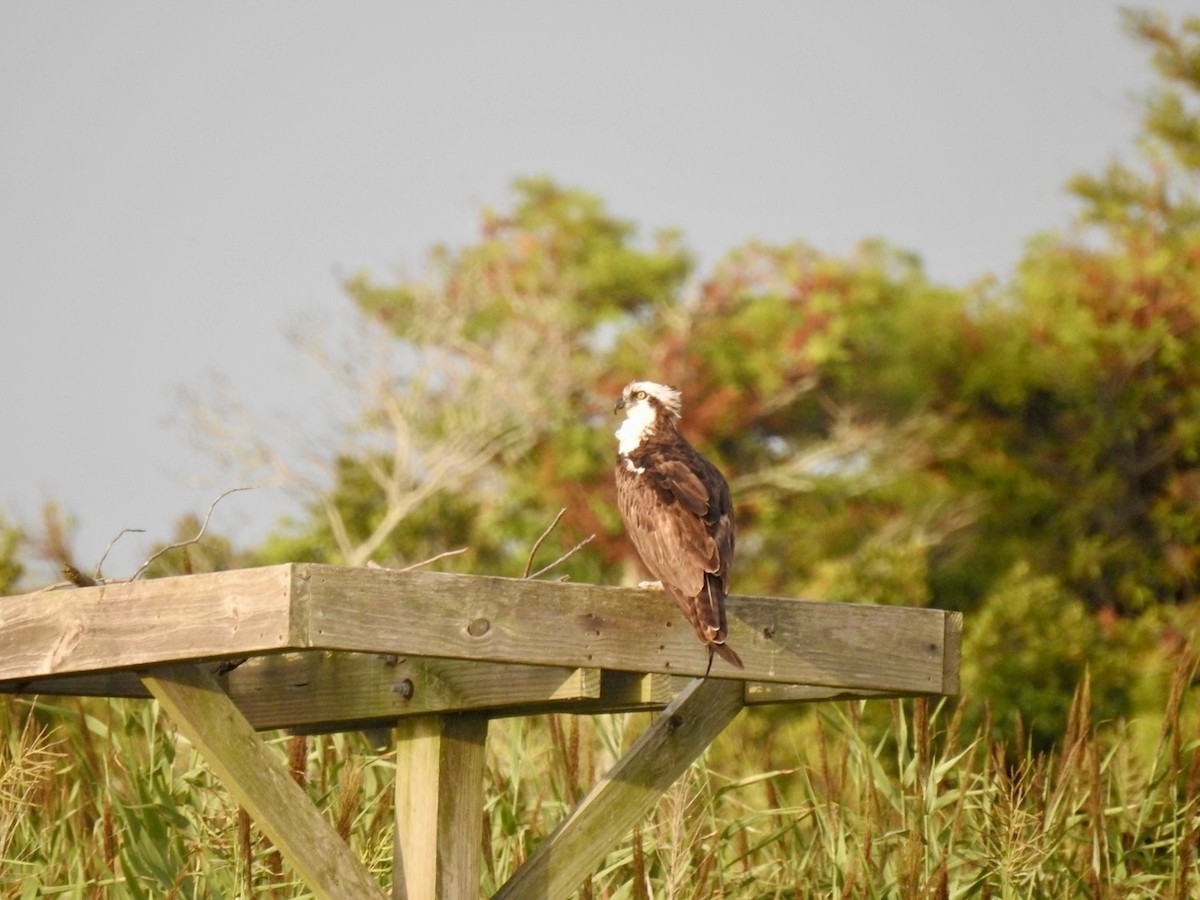 Osprey - ML622671793