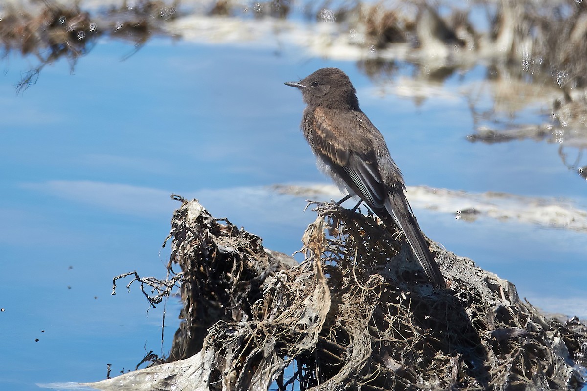 Black Phoebe - ML622671797