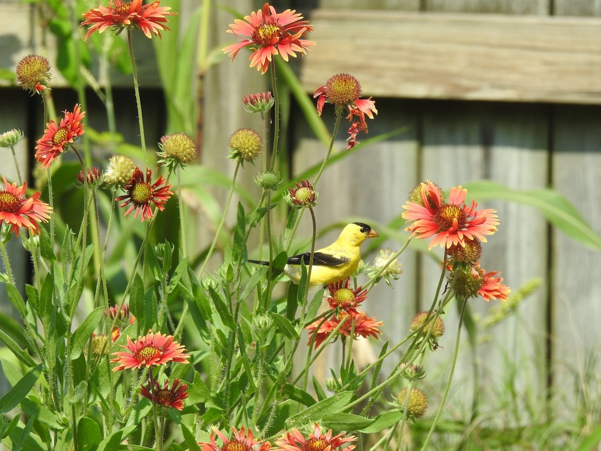 American Goldfinch - ML622671838