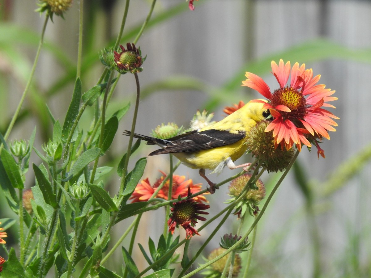 American Goldfinch - ML622671840