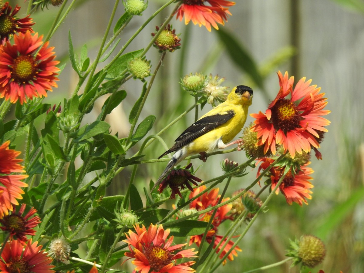 American Goldfinch - ML622671842