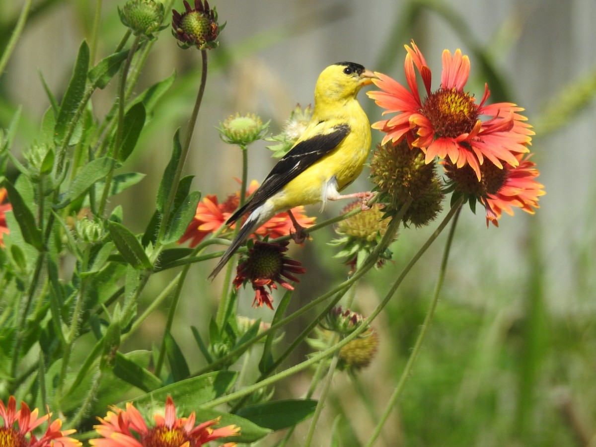 American Goldfinch - ML622671843