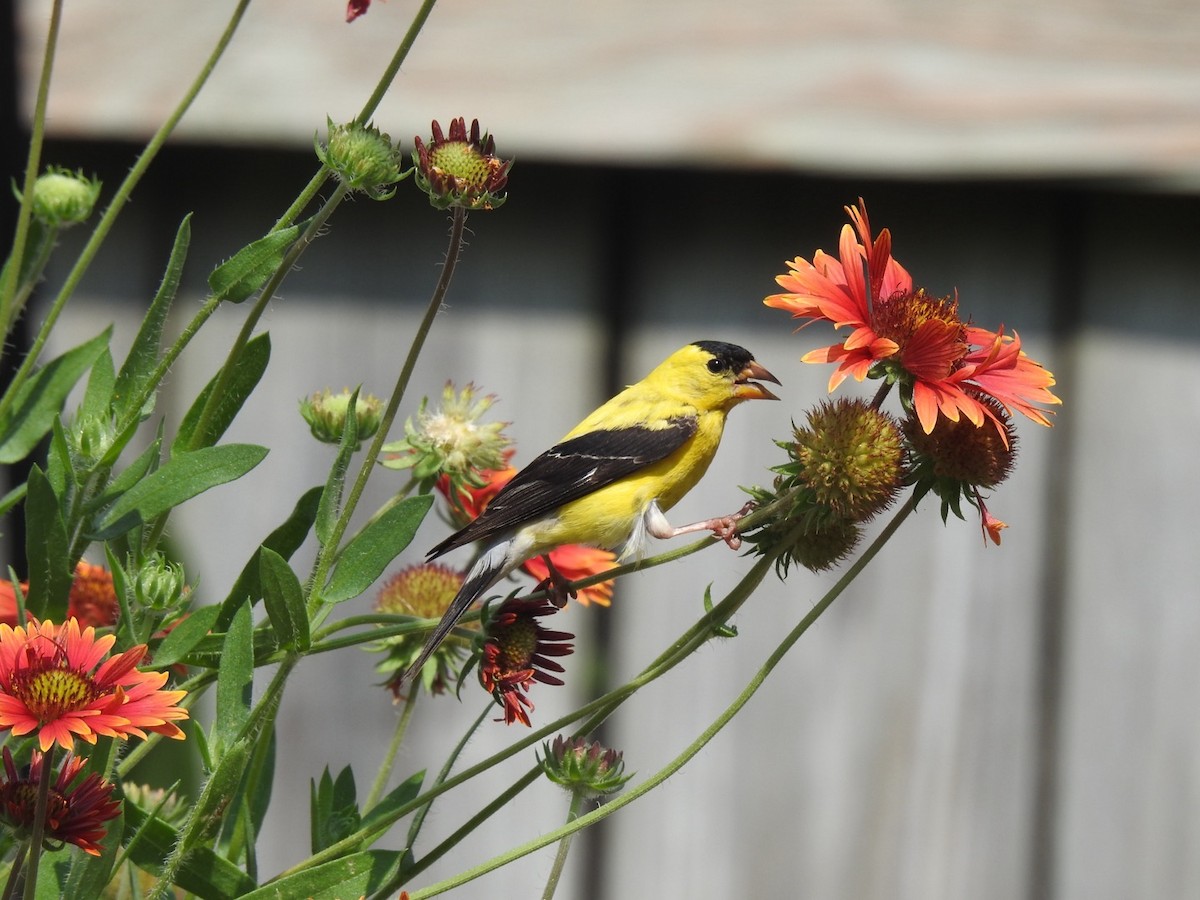 American Goldfinch - ML622671844