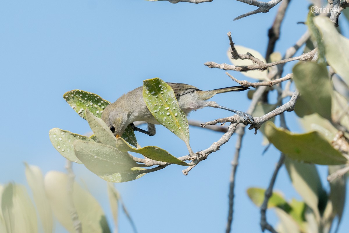 Pájaro Moscón Baloncito - ML622671849