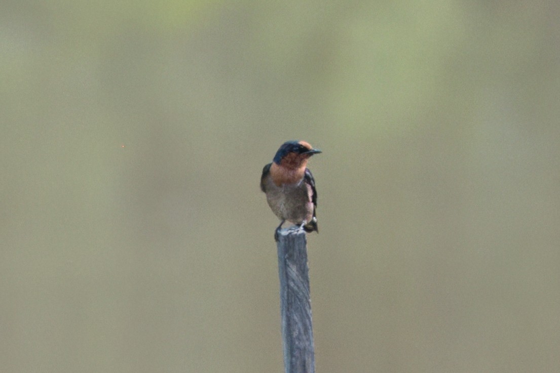 Golondrina del Pacífico - ML622671880