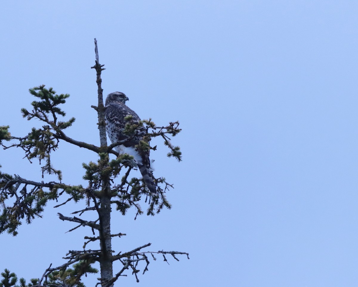 American Goshawk - ML622671897