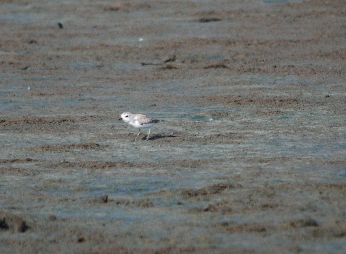 Snowy Plover - ML622671926