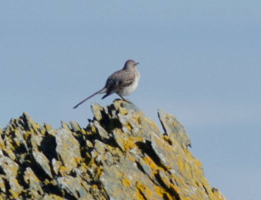 Northern Mockingbird - ML622671936