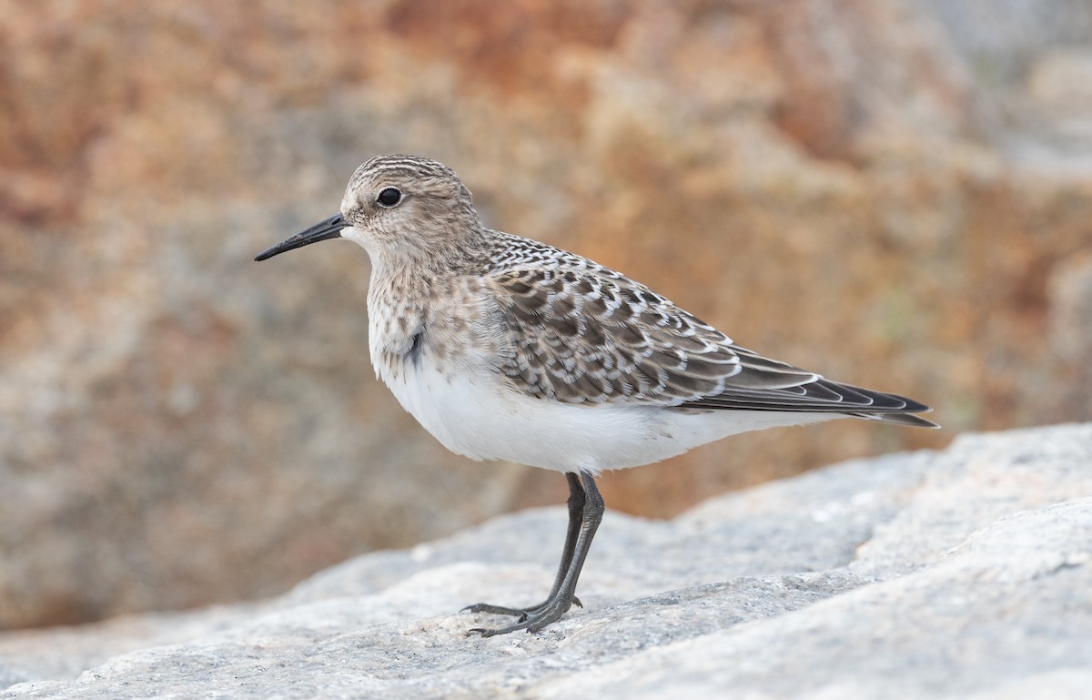 Baird's Sandpiper - Simon Boivin