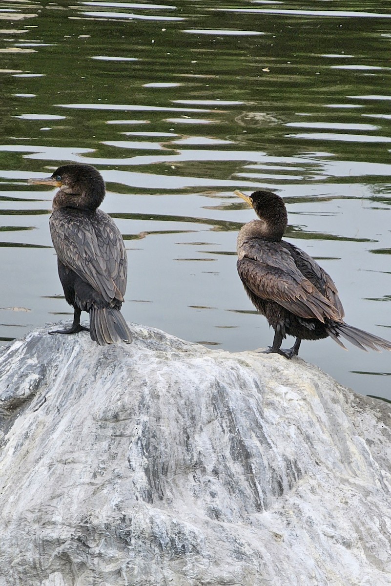 Neotropic Cormorant - ML622671995