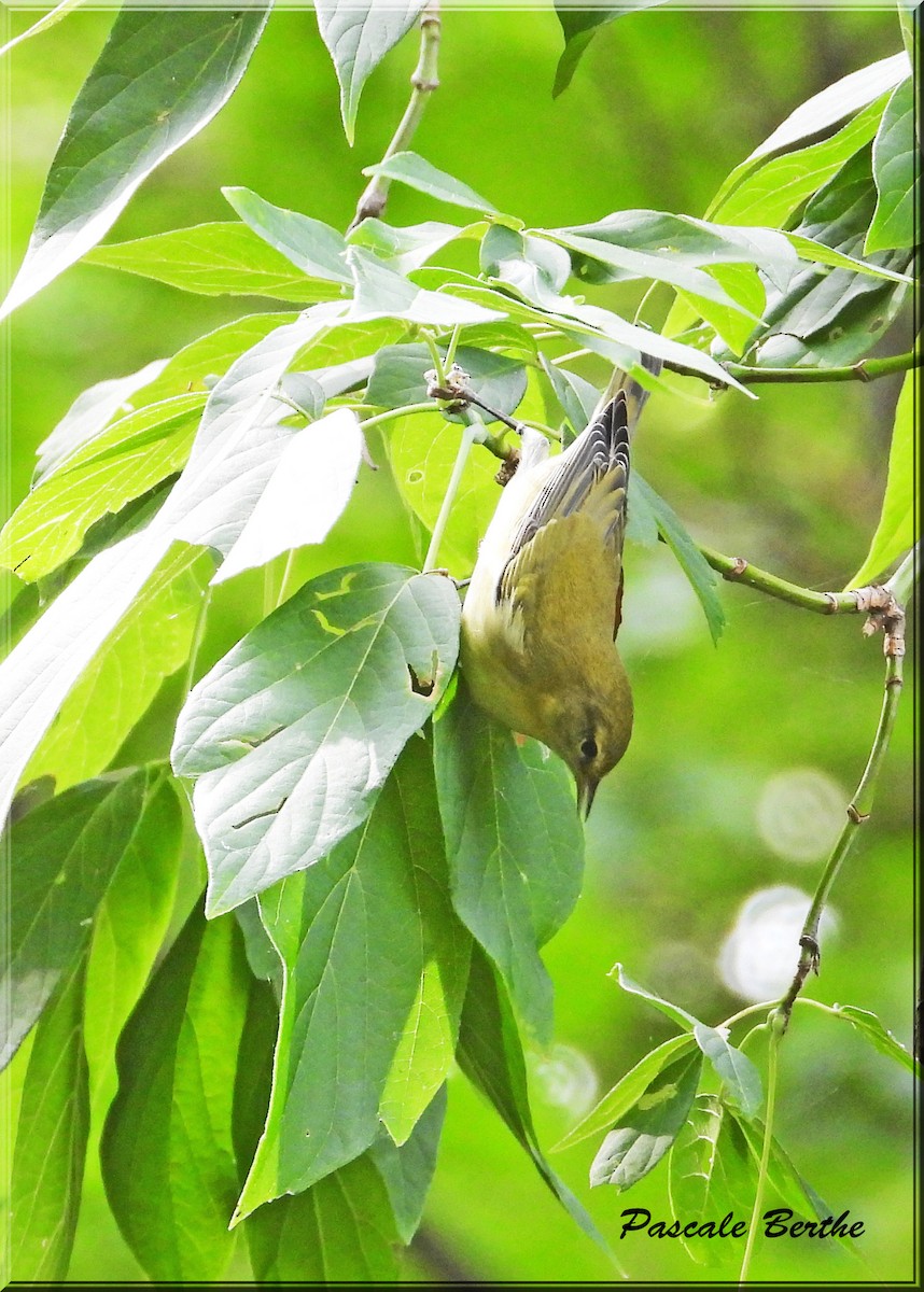 Tennessee Warbler - ML622672002