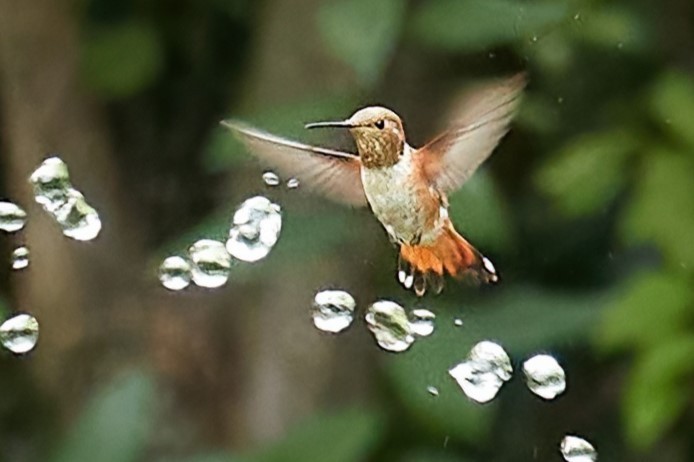 Rufous Hummingbird - ML622672020