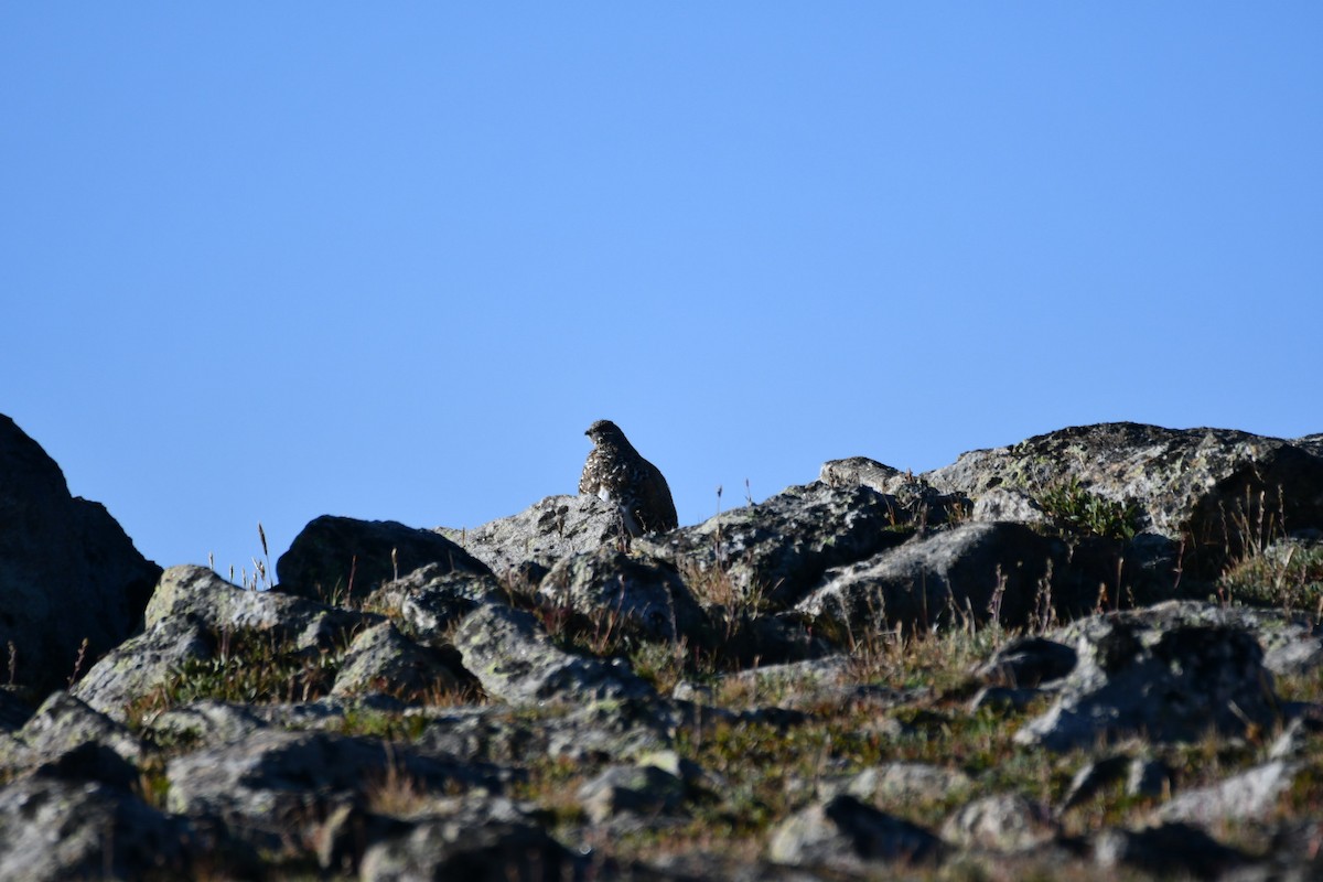 White-tailed Ptarmigan - ML622672078