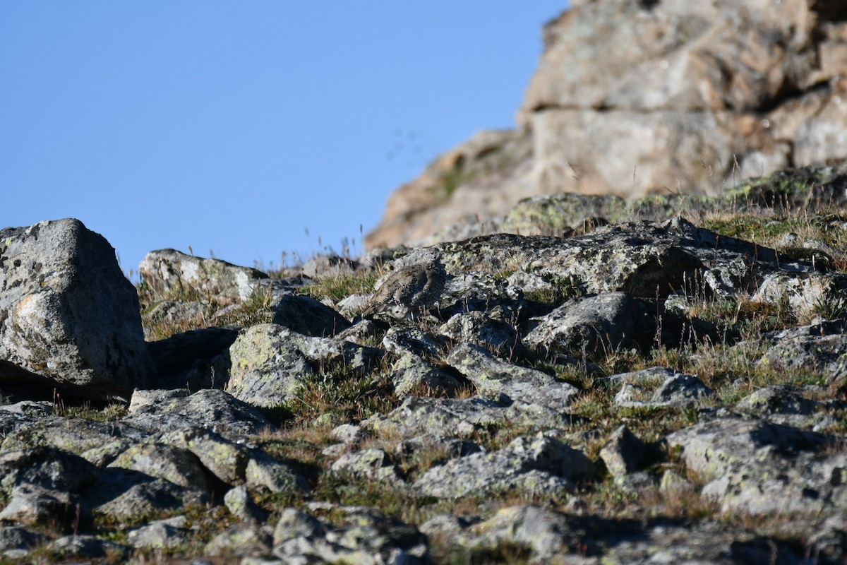 White-tailed Ptarmigan - Chucky Wensel