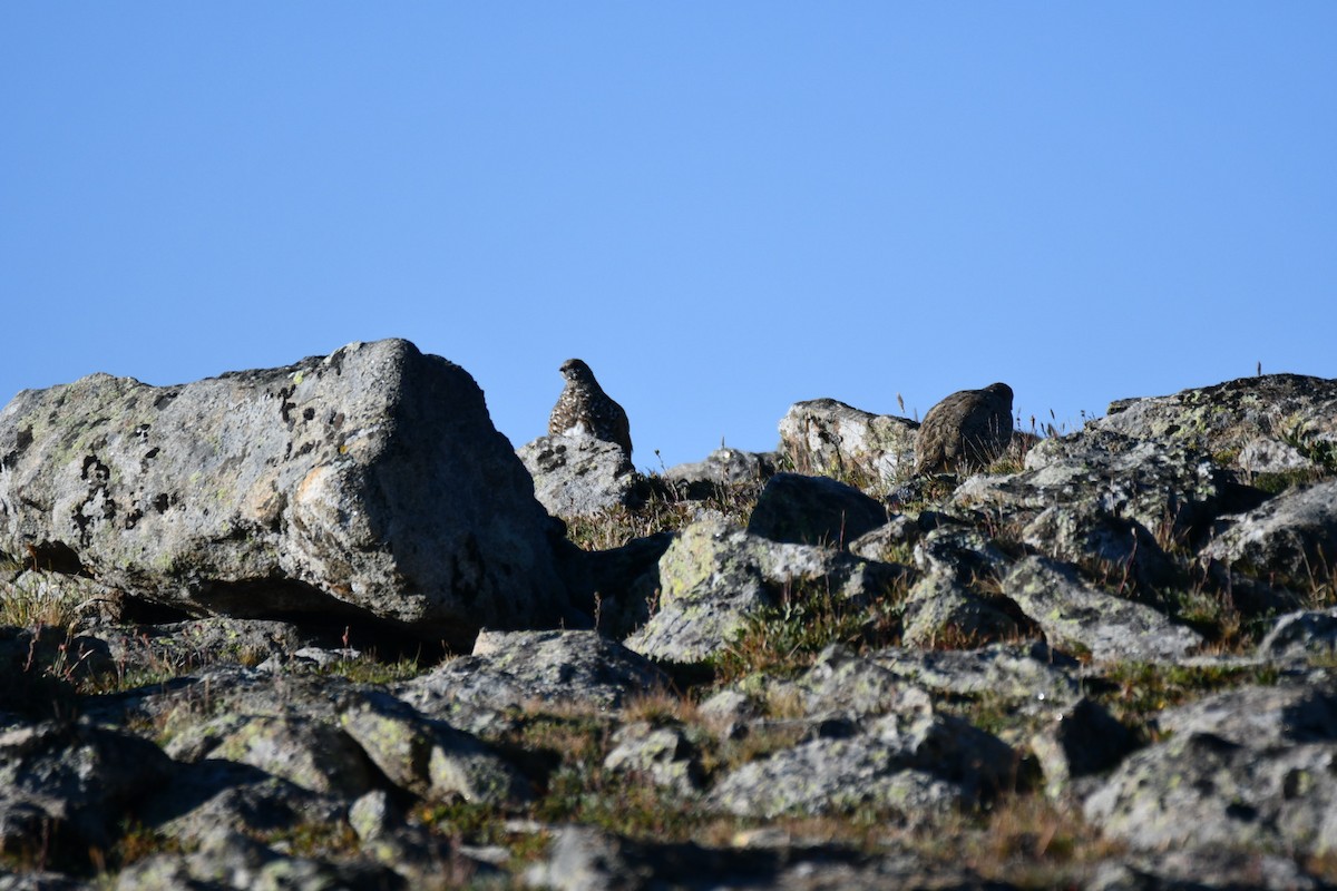 White-tailed Ptarmigan - ML622672086