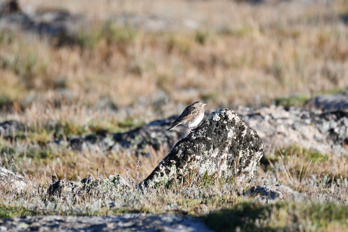Horned Lark - ML622672119