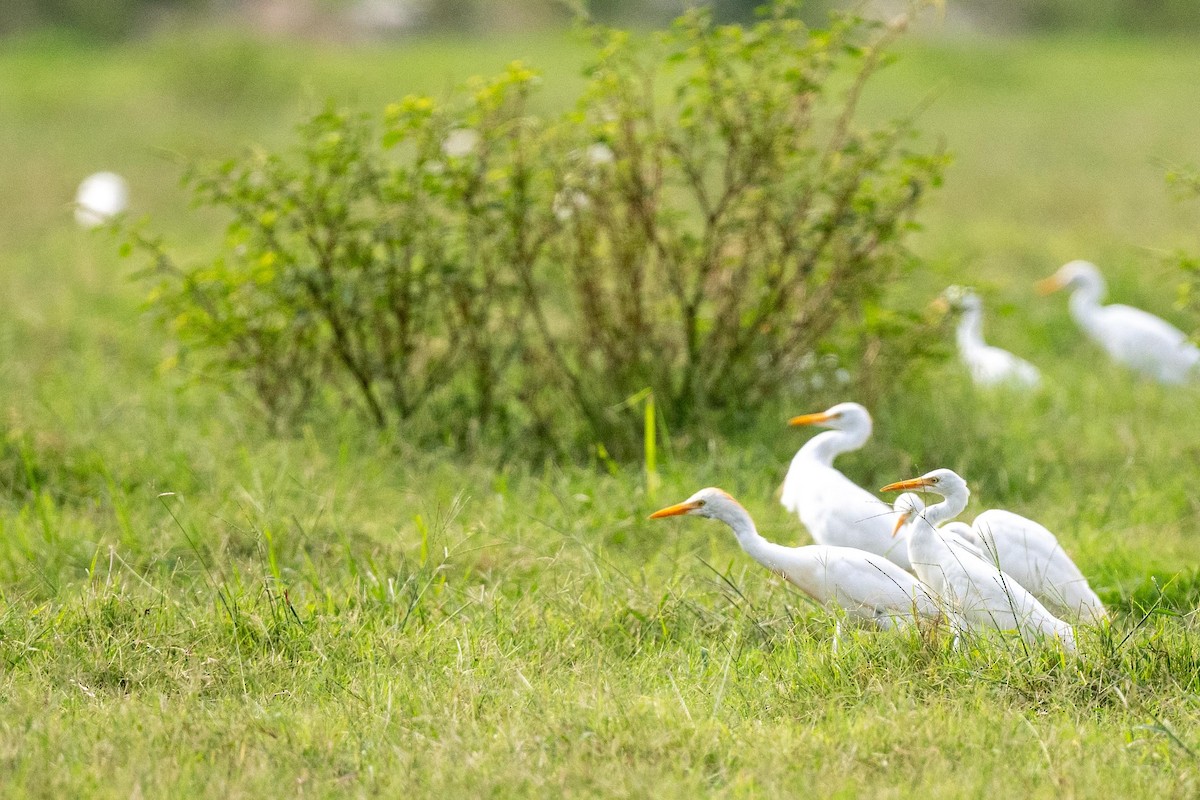 Western Cattle Egret - Jamie Vidich