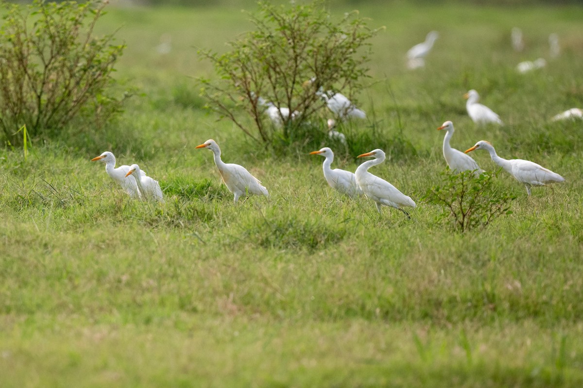 Western Cattle Egret - Jamie Vidich