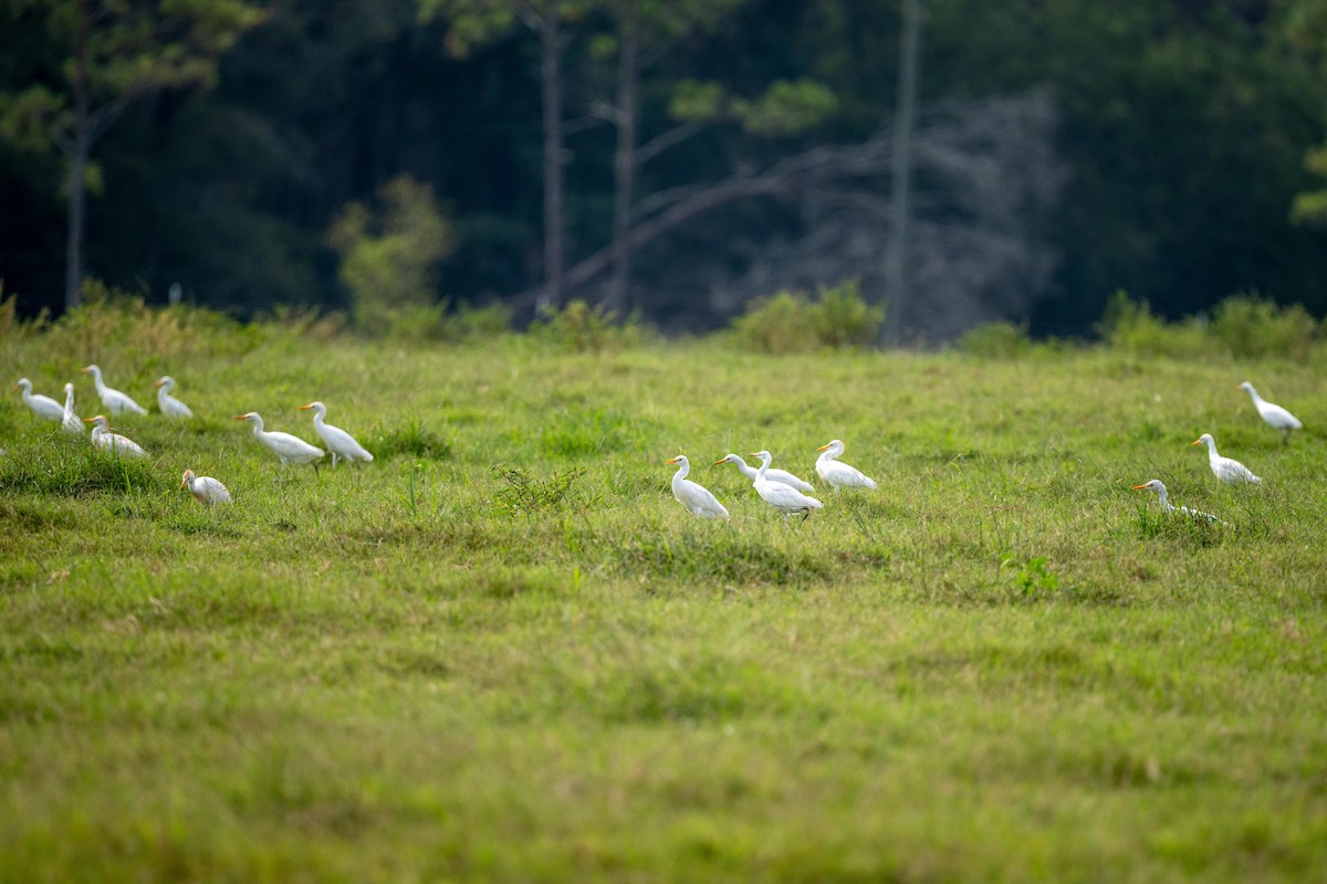 ニシアマサギ - ML622672147