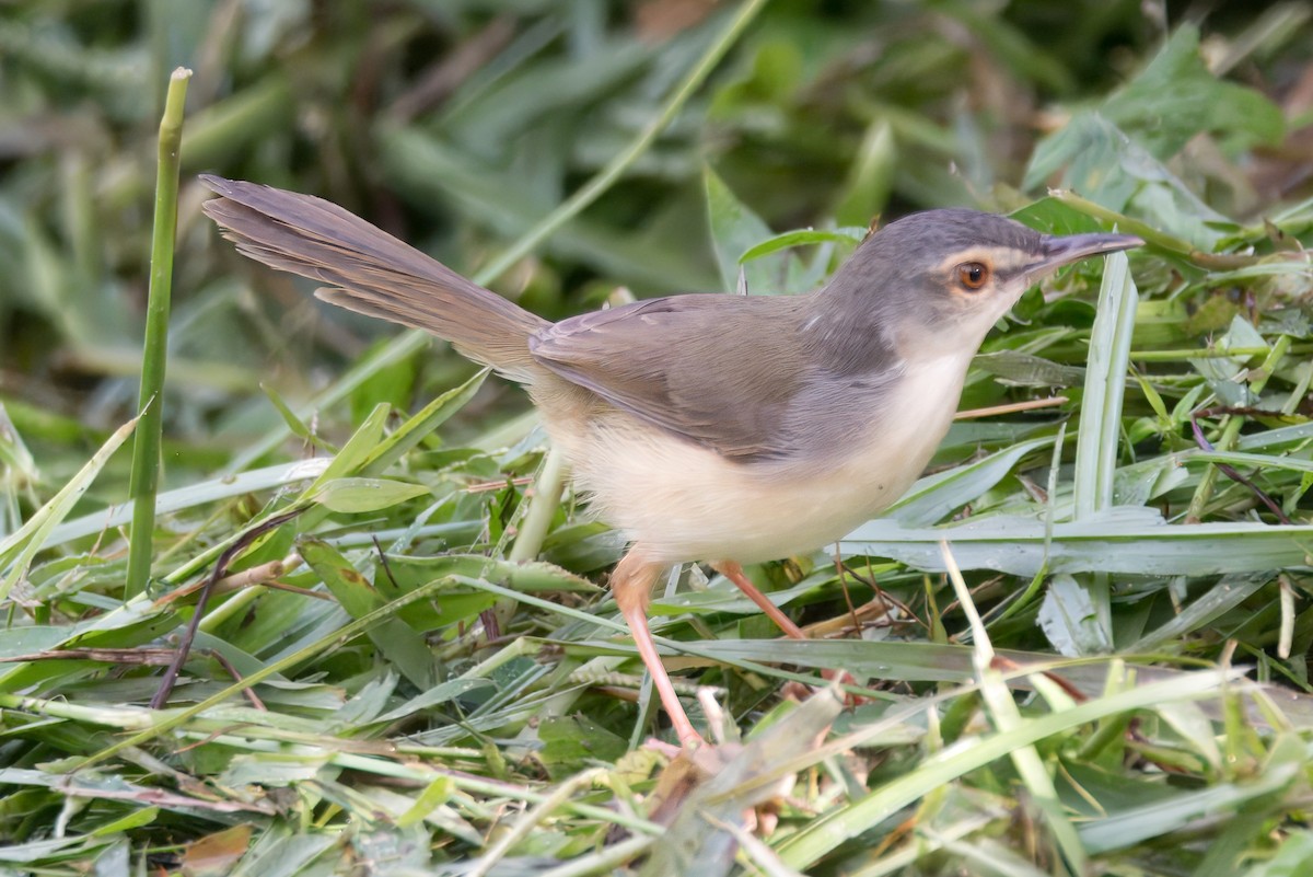 Prinia Ventriamarilla - ML622672193