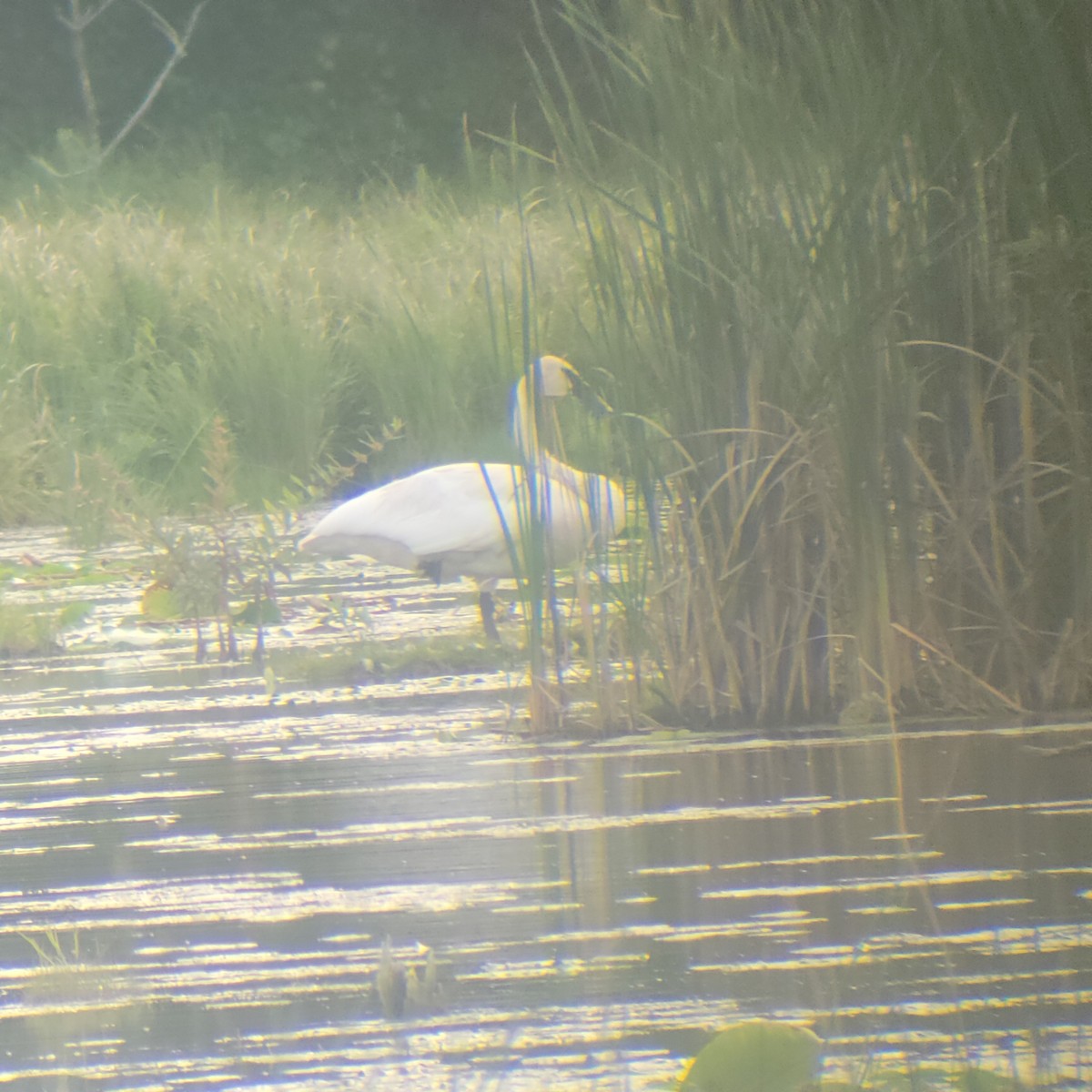 Trumpeter Swan - ML622672291