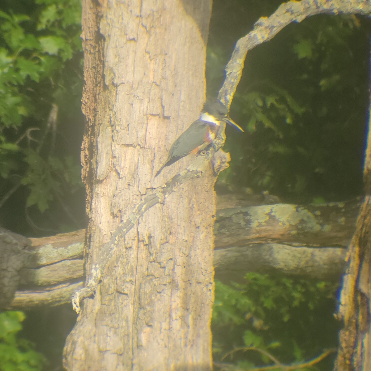 Belted Kingfisher - ML622672299