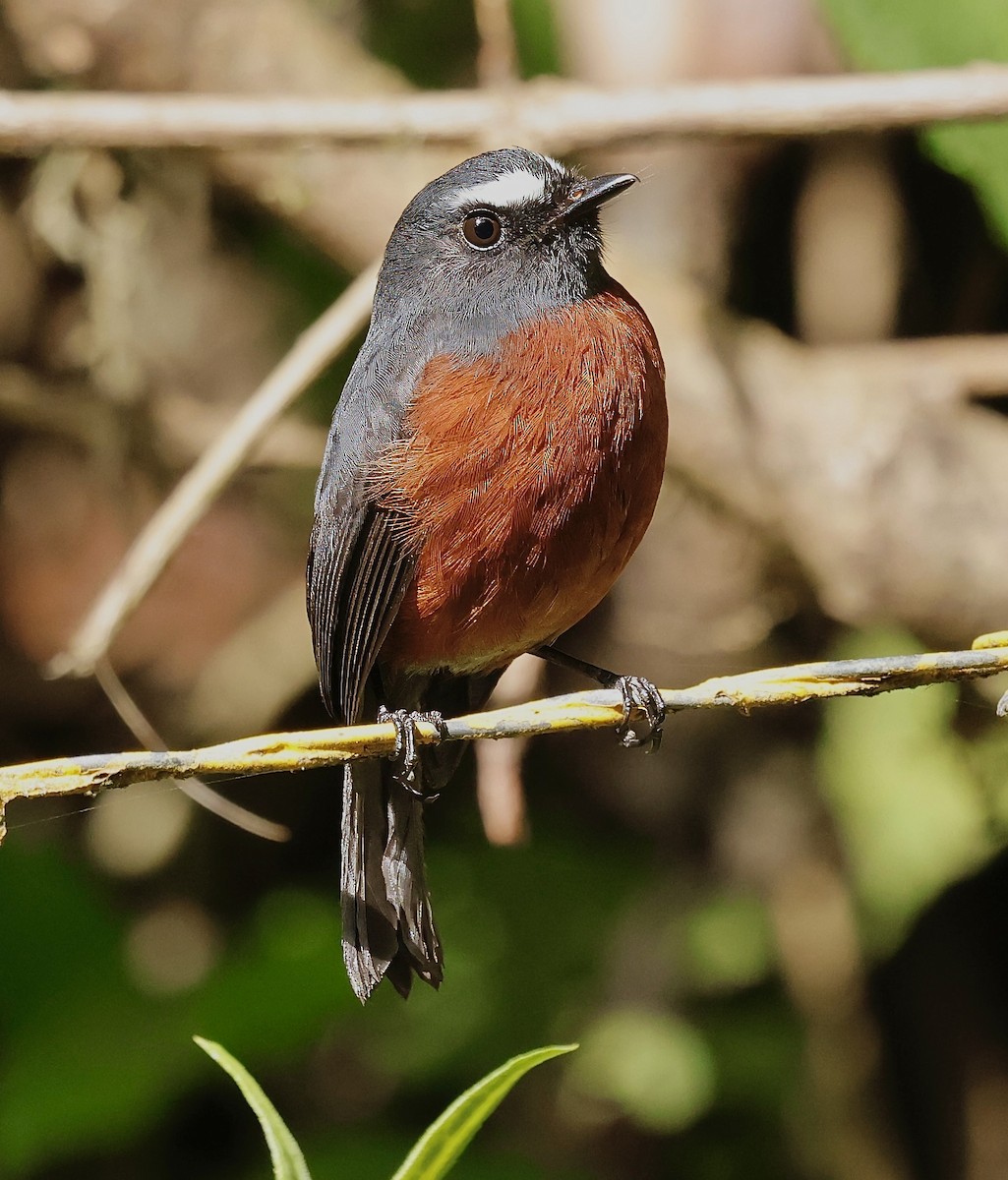 Chestnut-bellied Chat-Tyrant - ML622672330