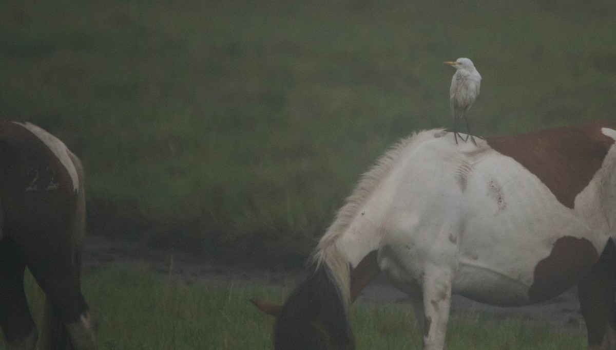 Египетская цапля (ibis) - ML622672333