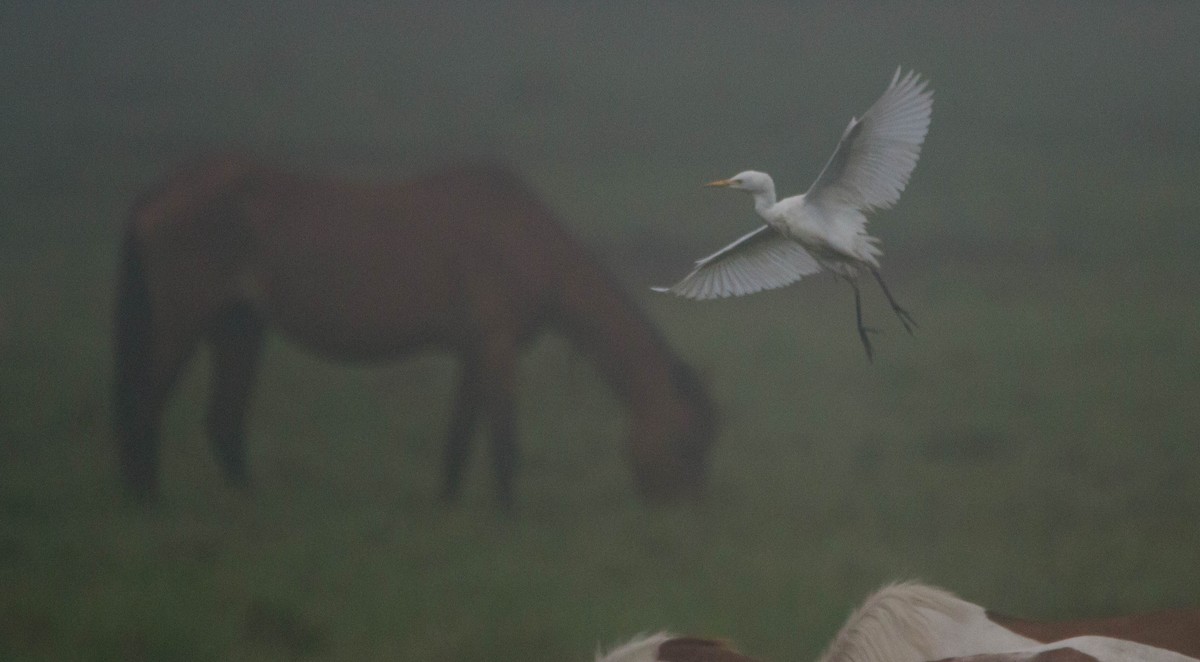 Чапля єгипетська (підвид ibis) - ML622672334