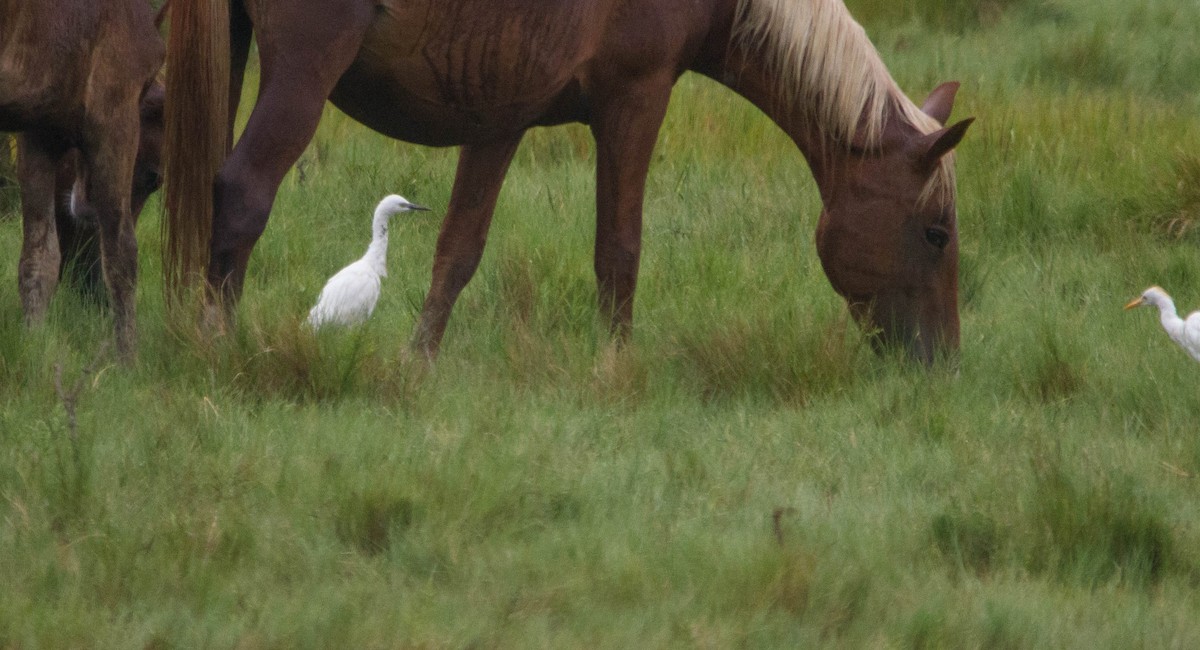 Чапля єгипетська (підвид ibis) - ML622672344