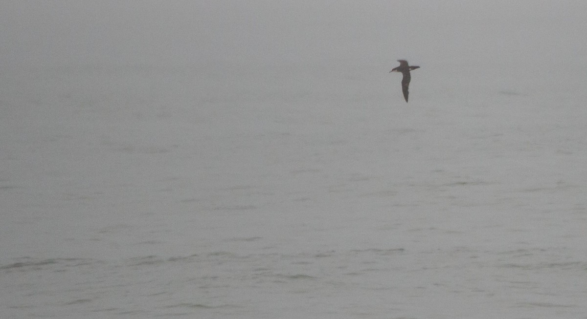 Manx Shearwater - Nathan Tea