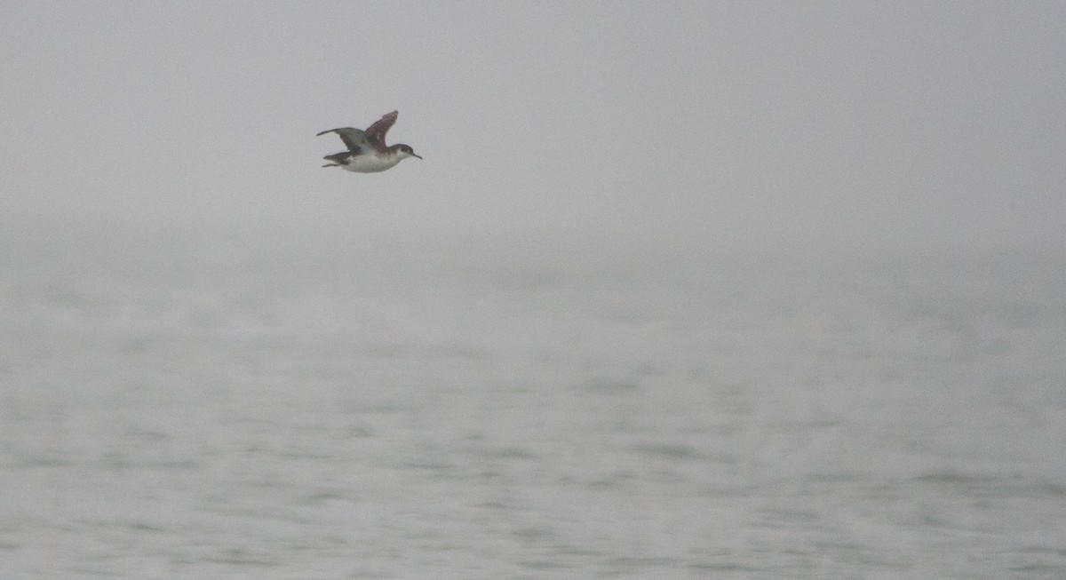 Manx Shearwater - Nathan Tea