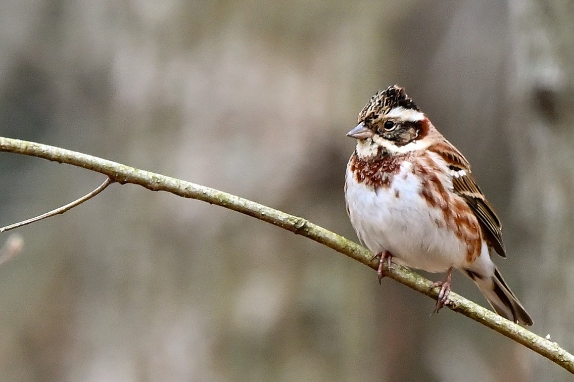 Rustic Bunting - ML622672404