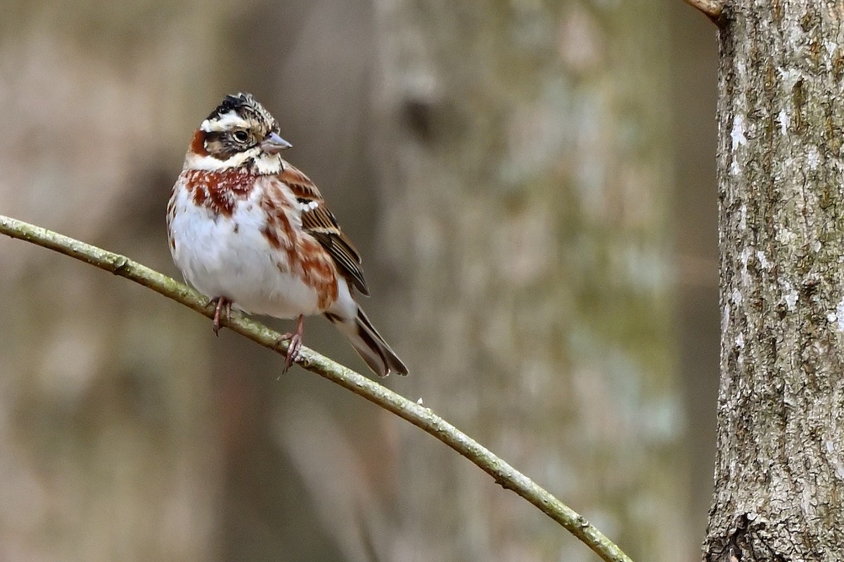 Rustic Bunting - ML622672405