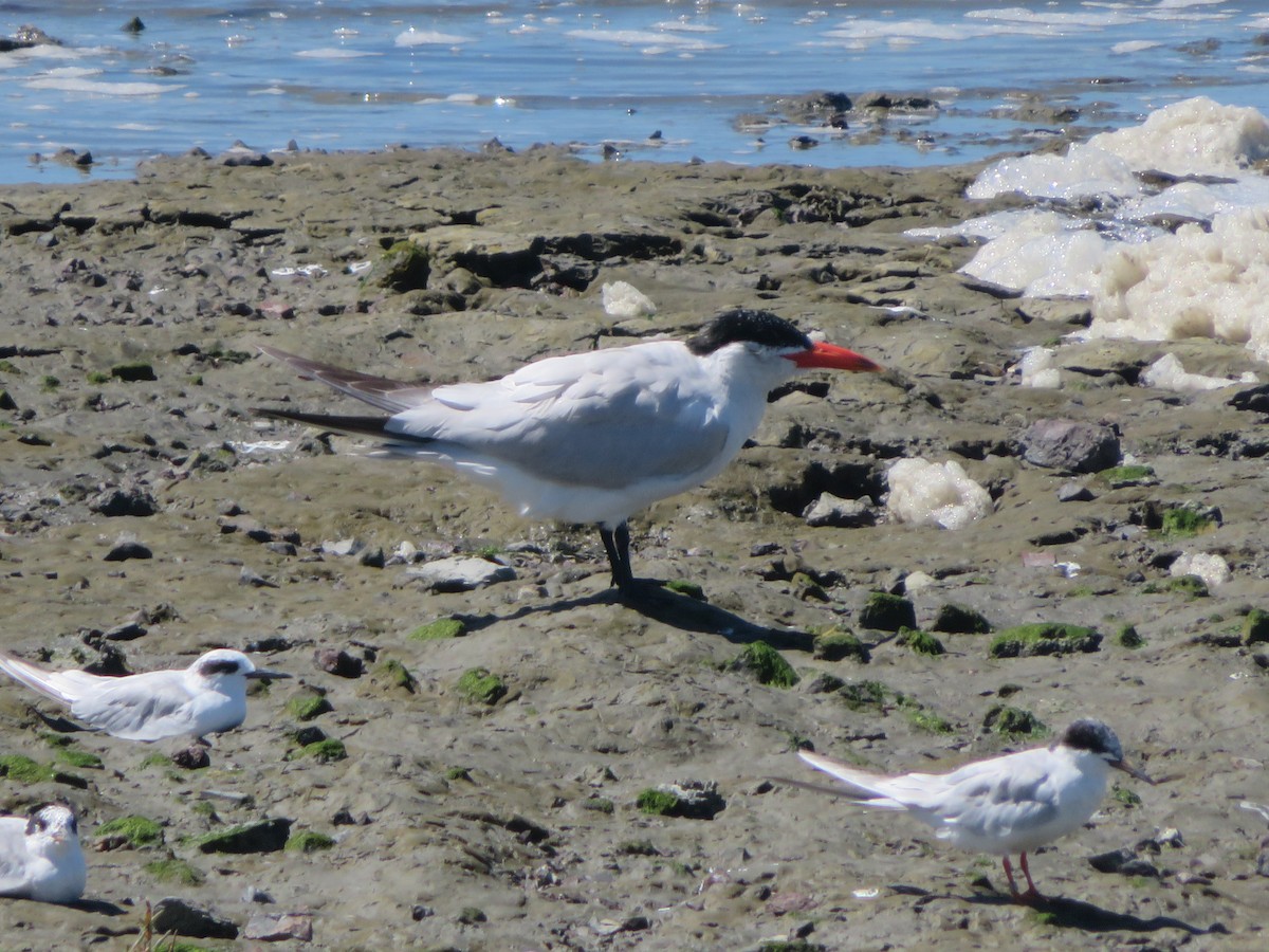 Caspian Tern - ML622672458