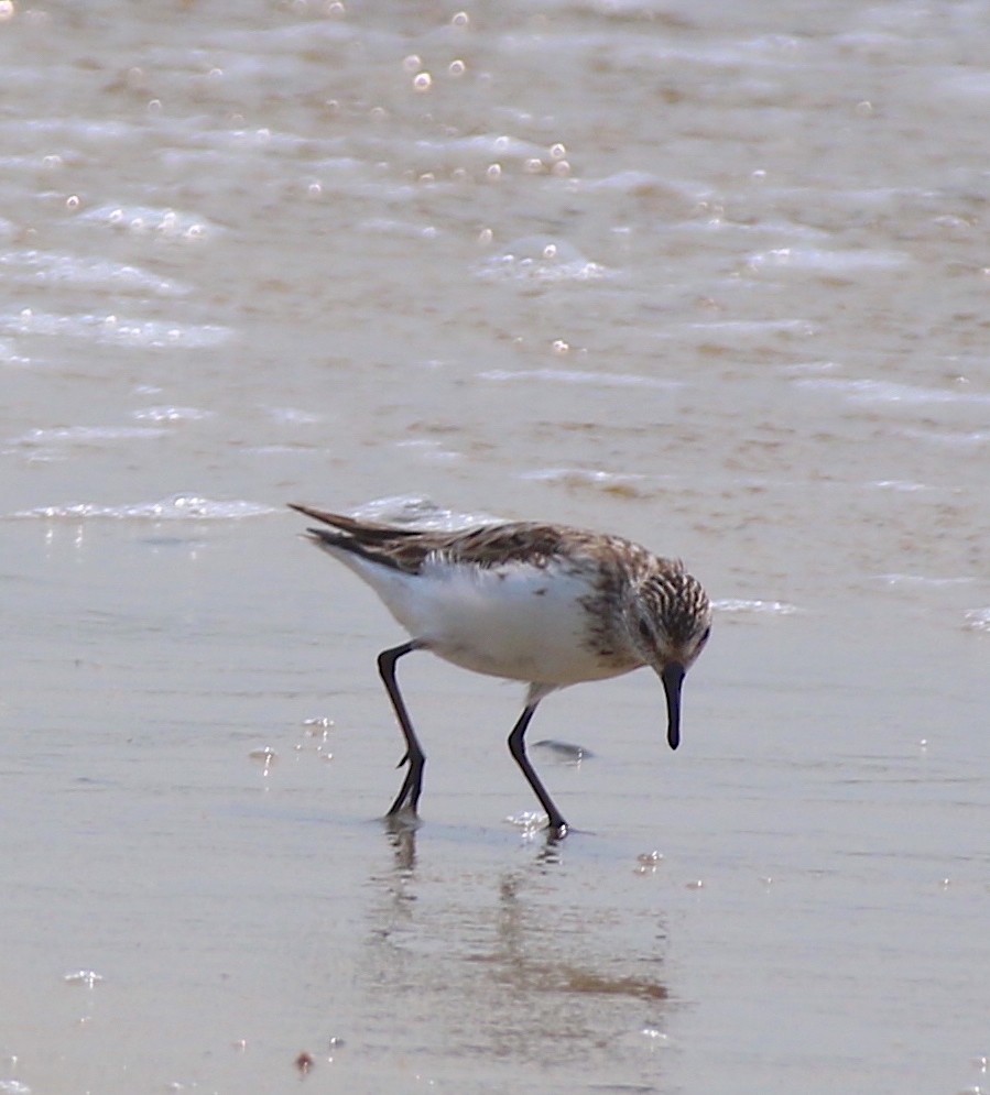 Sandstrandläufer - ML622672466