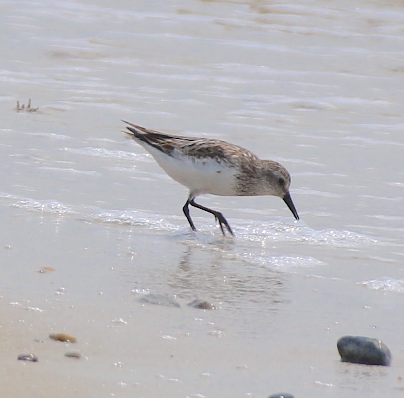 Sandstrandläufer - ML622672469