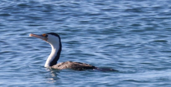 Pied Cormorant - ML622672524