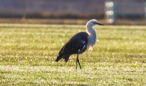 Pacific Heron - ML622672533