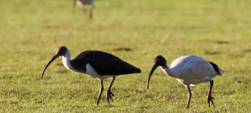 Straw-necked Ibis - ML622672540