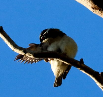 White-naped Honeyeater - ML622672550