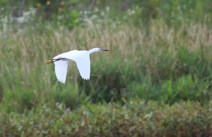 Snowy Egret - ML622672583