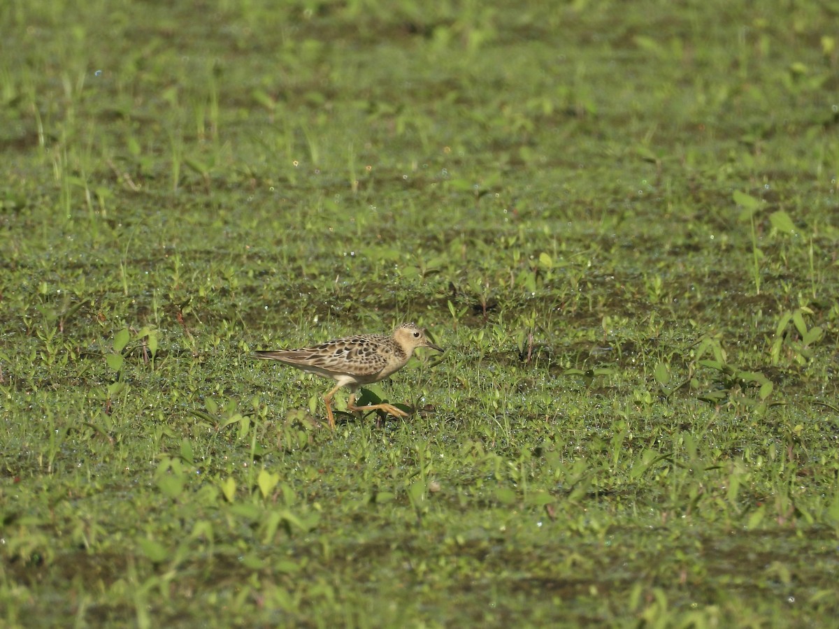 Buff-breasted Sandpiper - ML622672603