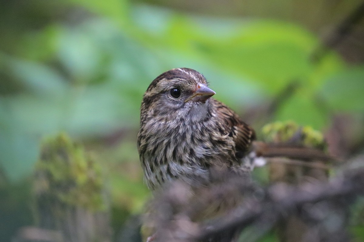White-throated Sparrow - ML622672635