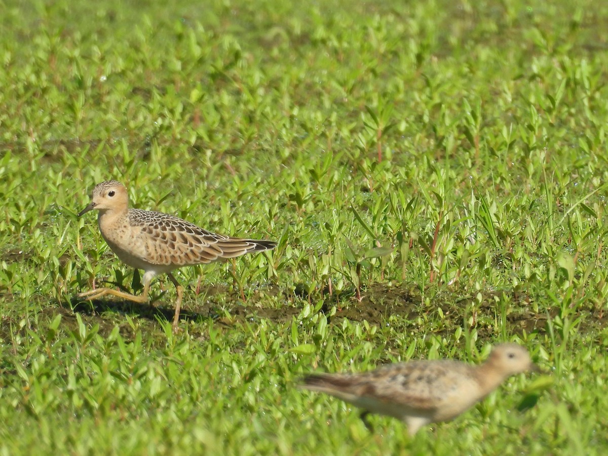 Buff-breasted Sandpiper - ML622672648