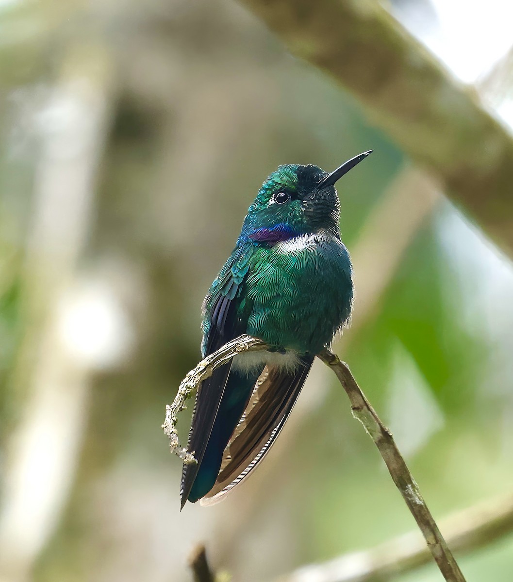 White-throated Daggerbill - Jan Hansen