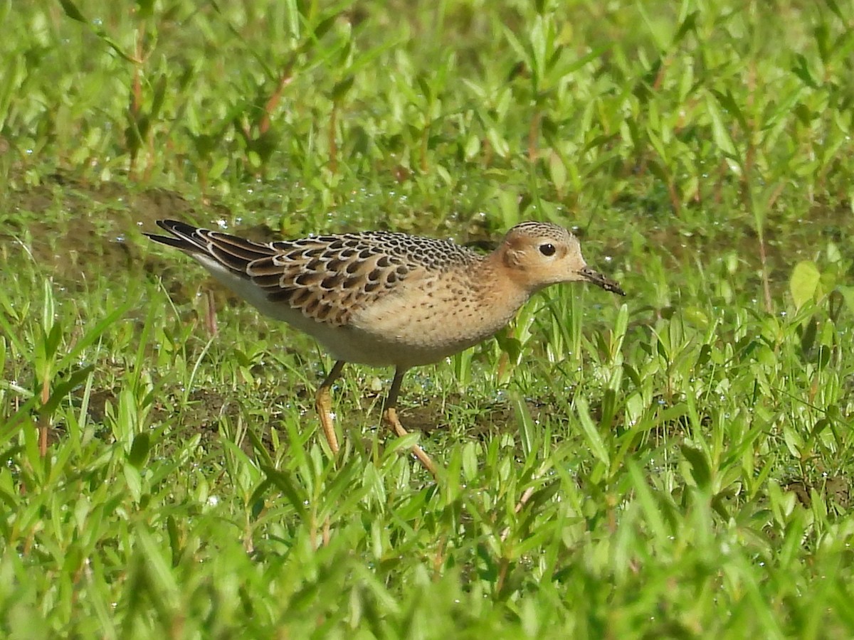 Buff-breasted Sandpiper - ML622672669